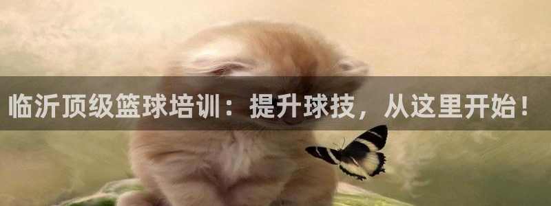 欧陆娱乐访问：临沂顶级篮球培训：提升球技，从这里开始